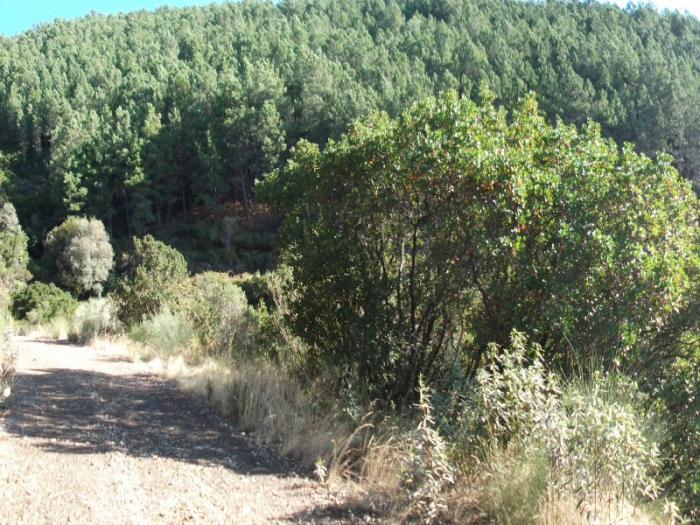 La Consejería de Agricultura ejecutará trabajos de conservación en montes de la Red Natura de Sierra de Gata