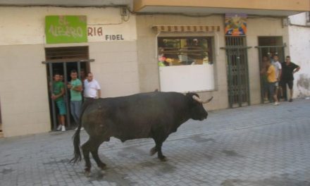 Los dos últimos toros de San Buenaventura en Moraleja cierran unas fiestas marcadas por la ausencia de heridos