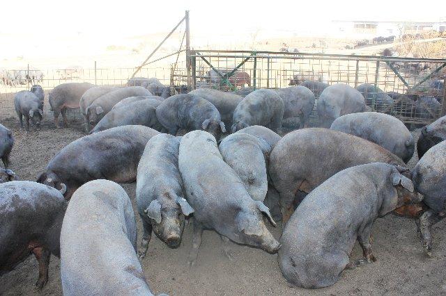Apag Extremadura Asaja demanda a Agricultura medidas para paliar los problemas del sector porcino