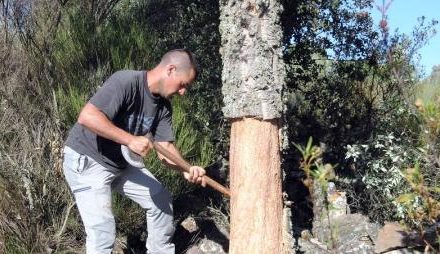 Técnicos del Instituto del Corcho Iprocor imparten un curso de corcho y descorche en un pueblo de Zamora
