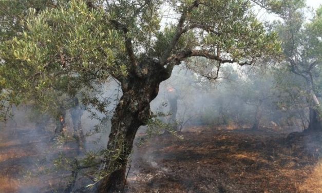 El incendio declarado anoche en Gata sigue activo y se extiende a otros términos de Sierra de Gata