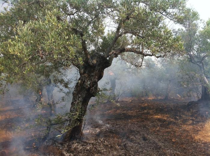 El incendio declarado anoche en Gata sigue activo y se extiende a otros términos de Sierra de Gata
