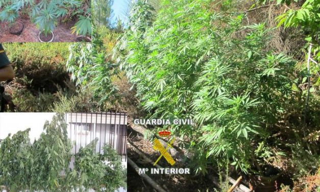 La Guardia Civil aprehende veintitrés plantas de cannabis sativa en una zona de Valencia de Alcántara