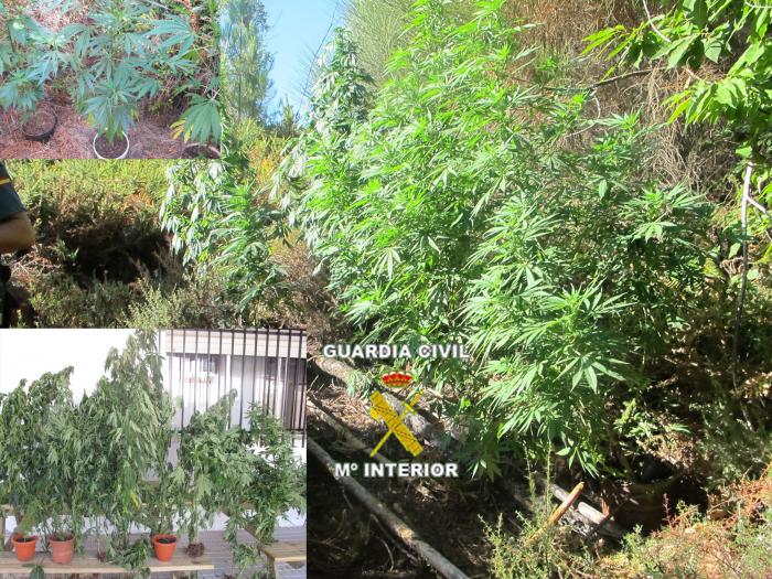 La Guardia Civil aprehende veintitrés plantas de cannabis sativa en una zona de Valencia de Alcántara
