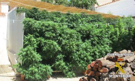 La Guardia Civil desmantela una plantación con más de setenta  plantas de marihuana en Benquerencia