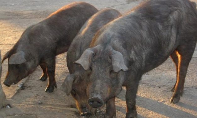 UPA-UCE apoya la decisión de cancelar la subasta de porcino ibérico en la próxima Feria de Zafra