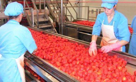 Agricultura destaca el buen desarrollo y las perspectivas de producción de la campaña del tomate extremeño