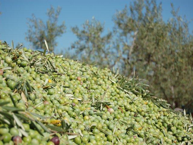 Acenorca prevé una reducción del 50% de la cosecha de aceituna en el norte de Extremadura