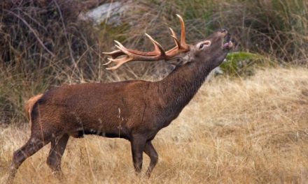 Ecologistas en Acción anima a disfrutar de «la berrea» del ciervo como turismo de naturaleza en Granadilla