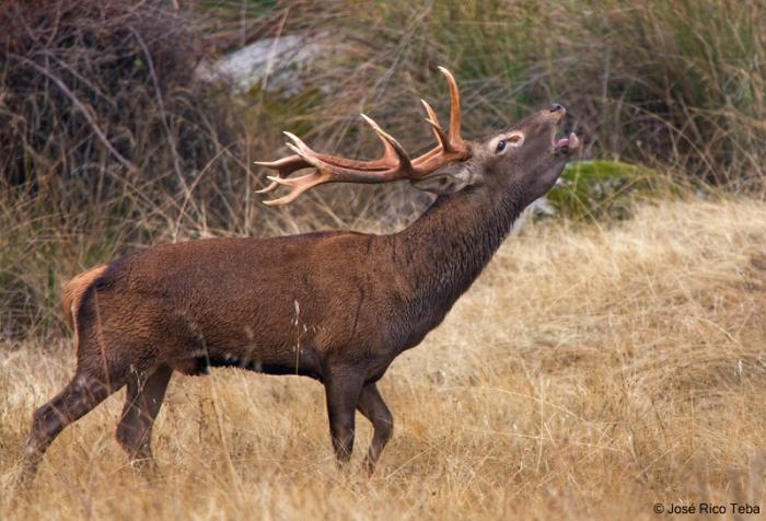 Ecologistas en Acción anima a disfrutar de «la berrea» del ciervo como turismo de naturaleza en Granadilla