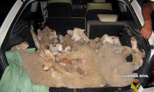 Sorprenden a tres personas cuando transportaban en un turismo 12 corderos que acababan de sustraer