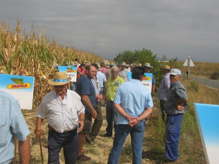 Un centenar de agricultores conoce las nuevas variedades de maíz en un campo de ensayo en Huélaga