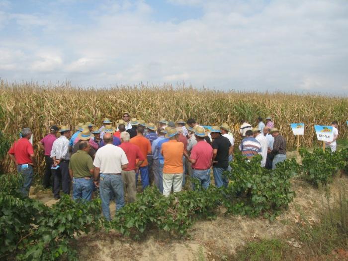 Un centenar de agricultores conoce las nuevas variedades de maíz en un campo de ensayo en Huélaga