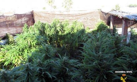 La Guardia Civil desmantela en una casa de Puebla de la Calzada una plantación con 252 plantas de marihuana