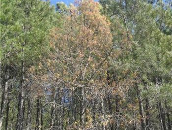 Las medidas para erradicar el nematodo del pino en Sierra de Gata se prolongarán durante cuatro años