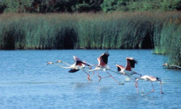 Jóvenes en Acción de Sierra de Gata conocerán los diferentes ecosistemas del Parque Nacional de Doñana