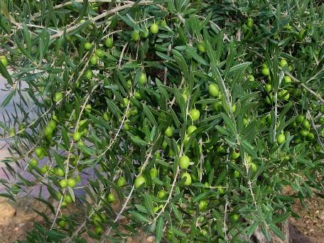 Extremadura espera una fuerte reducción de la cosecha de olivar pero habrá mejores precios