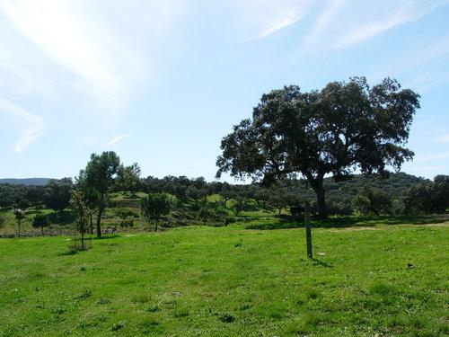 La Asociación Cúriga-Ecologistas en Acción siembra 200 plantones en parajes de Monesterio