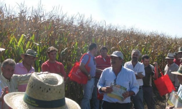 Medio centenar de agricultores participa en un campo de ensayo de cultivo de maíz en Moraleja