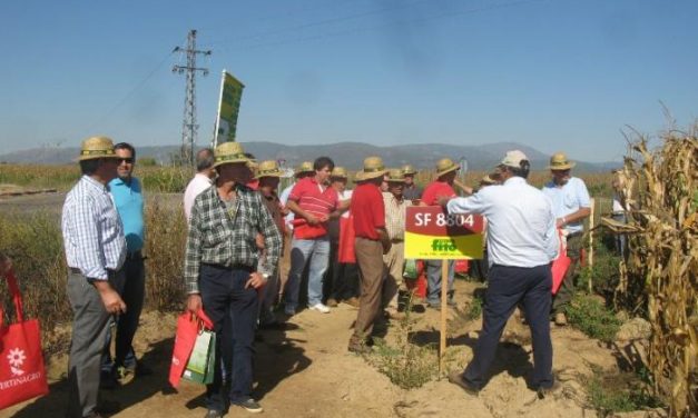 Medio centenar de agricultores participa en un campo de ensayo de cultivo de maíz en Moraleja