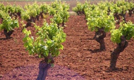 Agricultura completa el pago de ayudas de reestructuración de viñedos con 16 millones de euros