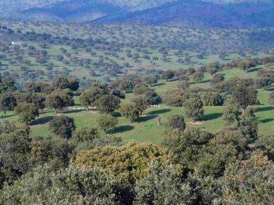 Unas jornadas analizarán en Mérida alternativas para diversificar la dehesa en Extremadura