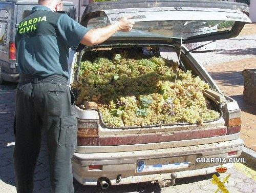 La Guardia Civil detiene a once personas acusadas de sustraer 4.000 kilos de uva en la provincia de Badajoz