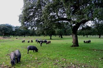 Agricultura establece un nuevo plazo de presentación de parcelas y dehesa para el engorde de cerdo ibérico