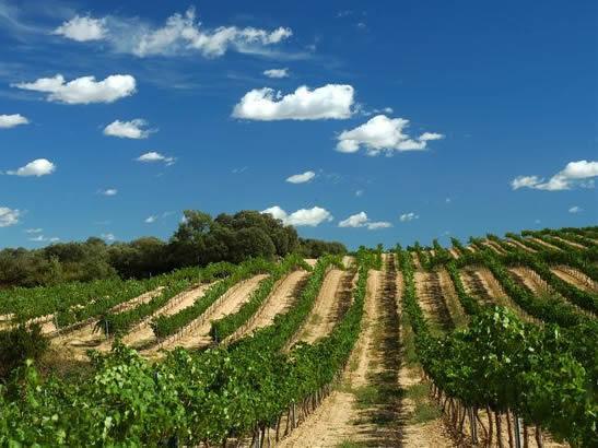 Echávarri defenderá en la UE los intereses vitivinícolas ante la posible liberalización de la plantación de viñedos