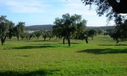 Extremadura apuesta por la conservación de la dehesa para buscar un equilibrio entre naturaleza y economía