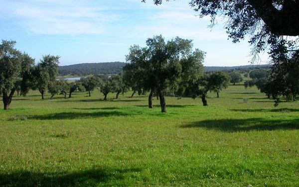 Extremadura apuesta por la conservación de la dehesa para buscar un equilibrio entre naturaleza y economía