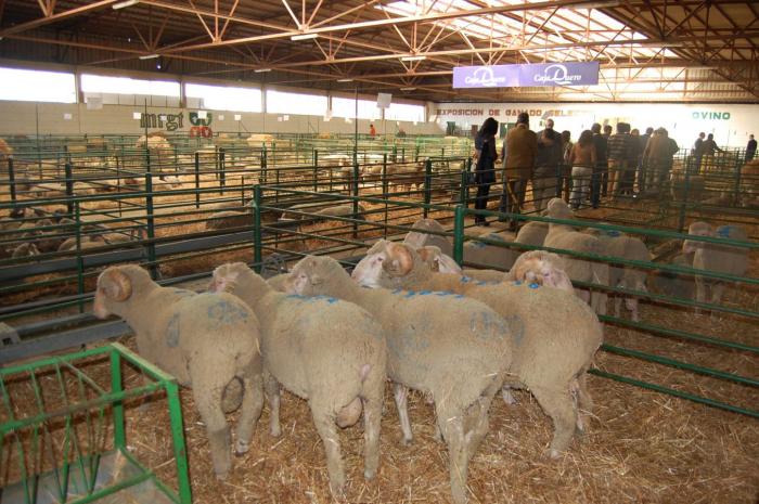 La Feria Agroganadera de Trujillo subasta este sábado casi 400 cabezas de ovino con buenas perspectivas