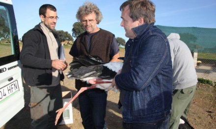 El proyecto SOS Storch comienza en Malpartida de Cáceres con la instalación de emisores en dos cigüeñas