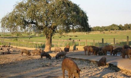 Extremadura reclama que la norma del ibérico recoja en el etiquetado la región de procedencia del animal