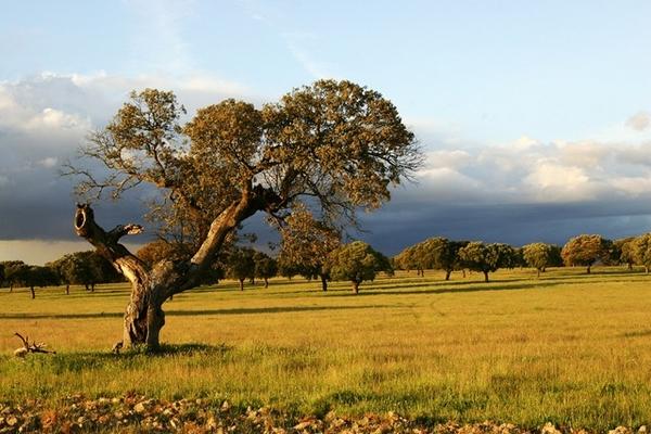 Extremadura tiene una calidad de aire “muy buena” y es de las regiones que menos gases emite