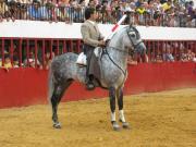 Moraleja acogerá los días 1 y 2 de febrero unas jornadas monográficas dedicadas al caballo