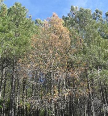 Agricultura declara erradicado el foco del nematodo del pino en Villanueva de la Sierra