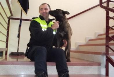 La Policia Local de Plasencia presenta a Llimi, el pastor belga que trabajará en la unidad canina de la ciudad
