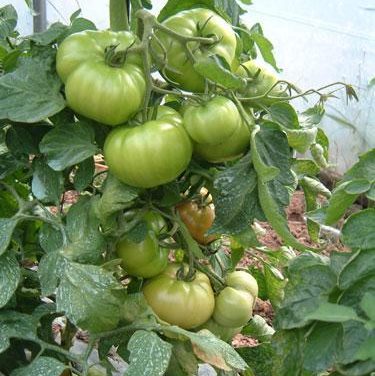 La ayuda de 400 euros por hectárea al cultivo del tomate será para la zona del Canal de Orellana