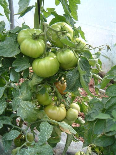 La ayuda de 400 euros por hectárea al cultivo del tomate será para la zona del Canal de Orellana