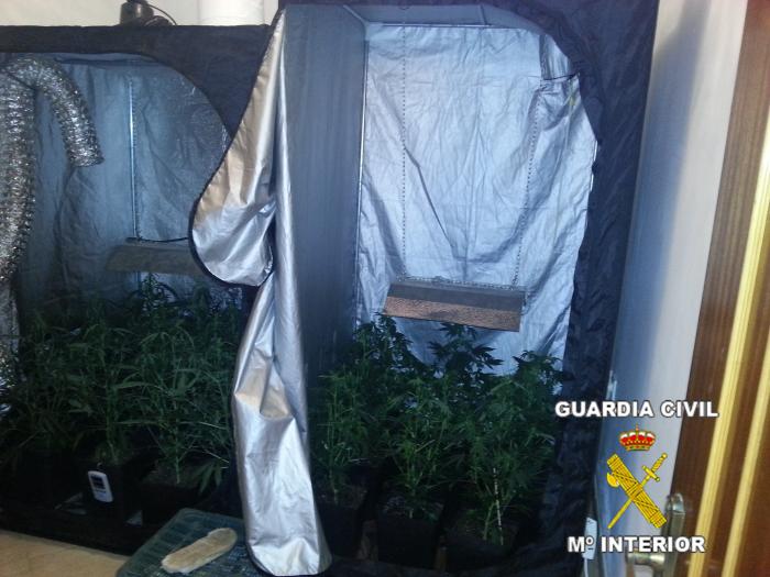 La Guardia Civil desmantela una plantación de marihuana en la localidad pacense de Aceuchal