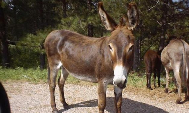 Los criadores extremeños de burros de raza andaluza adoptan medidas para salvar la raza