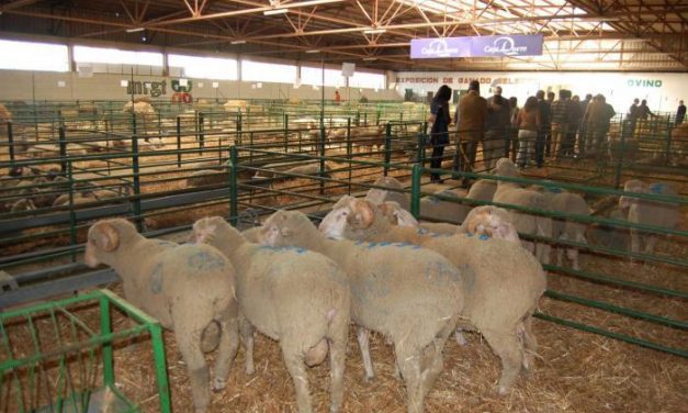 El Gobierno aprueba un Real Decreto para regular las declaraciones de entregas de leche de oveja y cabra