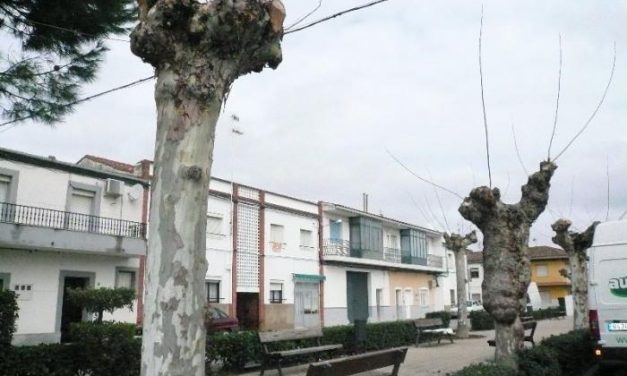 La Diputación de Cáceres convoca una segunda campaña de arbolado para los consistorios de la provincia