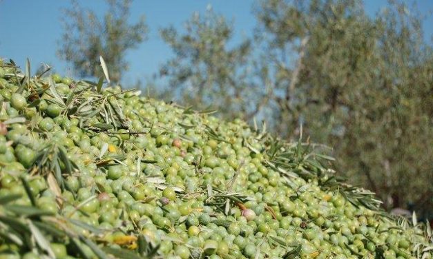 La campaña de aceituna de mesa baja un 30% en Extremadura hasta las 65.129 toneladas