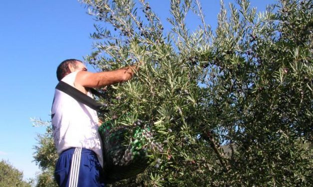Las organizaciones agrarias demandan al Ministerio de Agricultura medidas fiscales para los olivareros