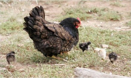 Ecologistas en Acción Granadilla impulsa un plan de recuperación de la gallina autóctona
