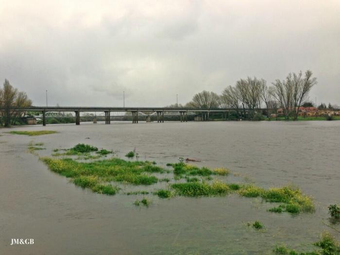 La crecida del río Alagón en Coria obliga a desalojar al Cirskus Kaos por riesgo de inundación