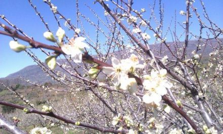 El retraso en la floración del cerezo obligará al Valle del Jerte a agilizar la llegada a los mercados de las picotas