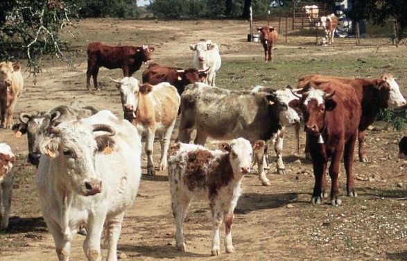UPA UCE lamenta que los ganaderos de vacuno de carne se queden fuera de la rebaja fiscal del IRPF